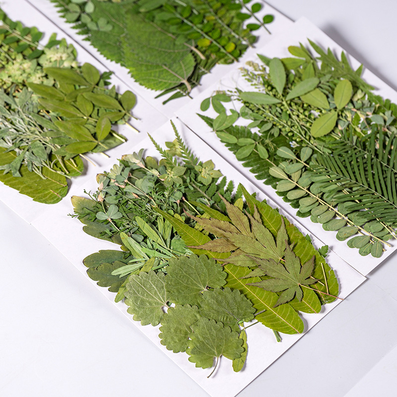 Dried Flower Bookmark - 1 مجموعة 35 قطعة ضغط المجففة