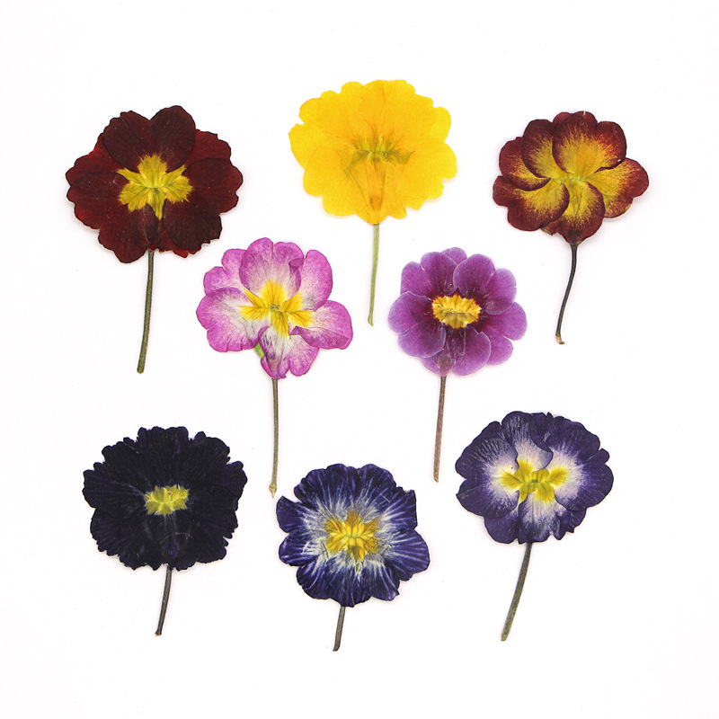 Dried Flower Bookmark - 48 قطعة من زهور البريمروز الأوروبية