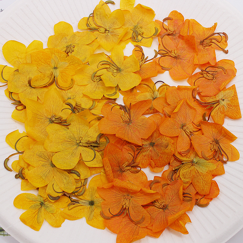 Dried Flower Bookmark - 60 قطعة من زهور الكاسيا المجففة