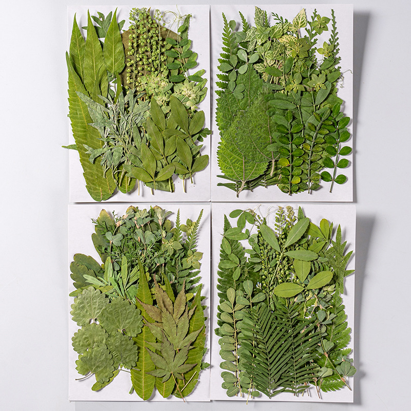 1 مجموعة 35 قطعة ضغط المجففة ز - مراجعة Dried Flower Bookmark وسعره