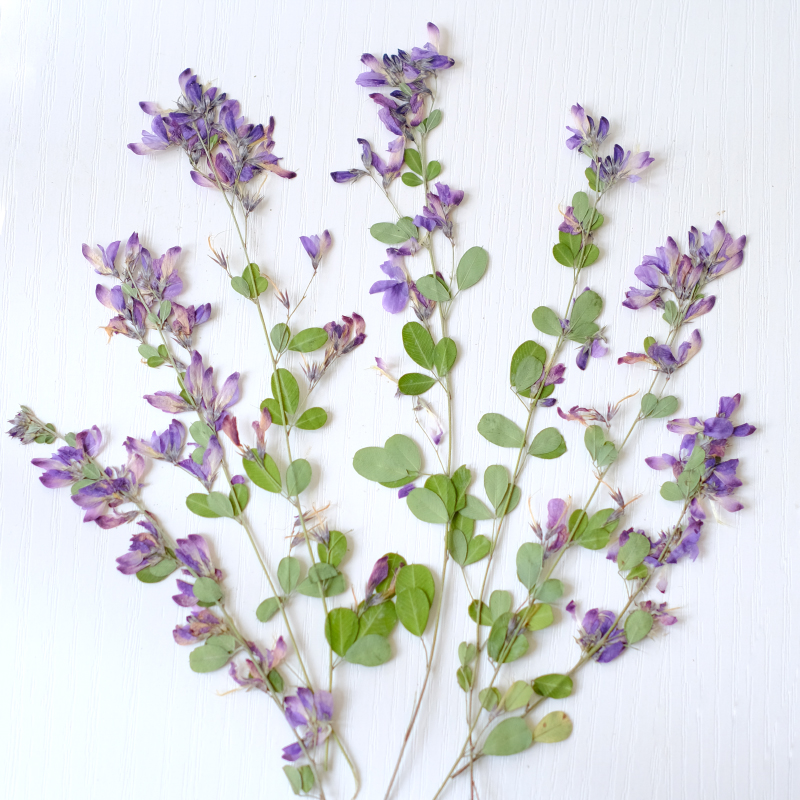 6 قطع، زهور ليسبيدزا فورموسَا  - مراجعة Dried Flower Bookmark وسعره