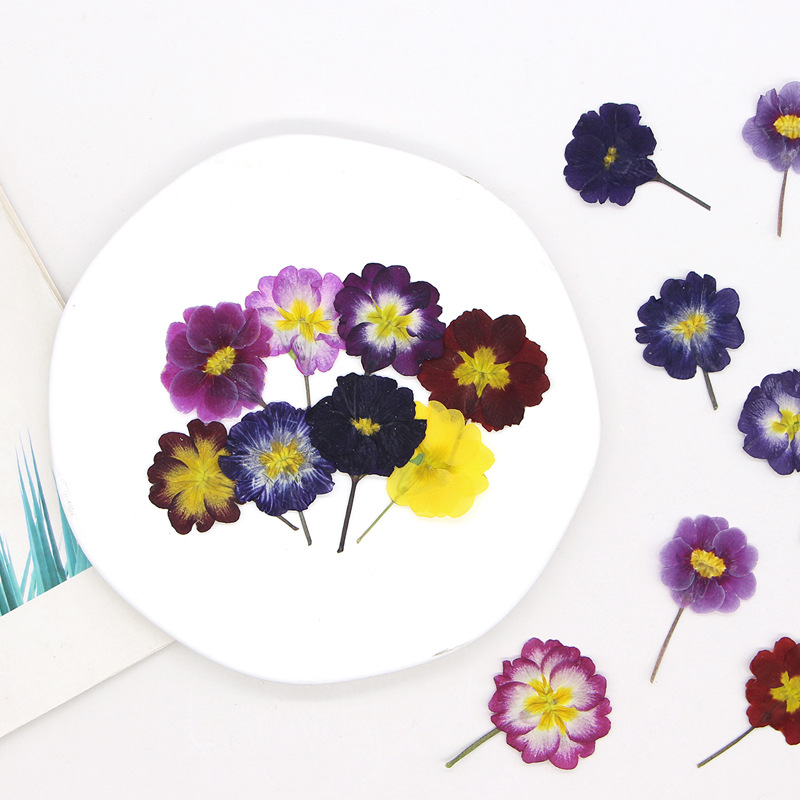 48 قطعة من زهور البريمروز الأو - مراجعة Dried Flower Bookmark وسعره