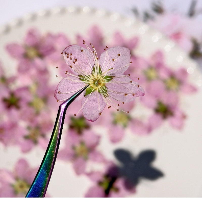 زهور الخوخ المجففة المضغوطة، 3 - مراجعة Dried Flower Bookmark وسعره