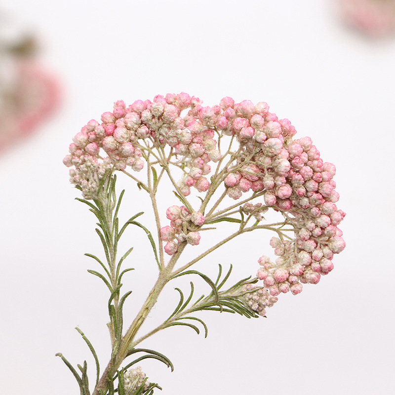 12 قطعة، أغصان زهور الدخن الطب - مراجعة Dried Flower Bookmark وسعره