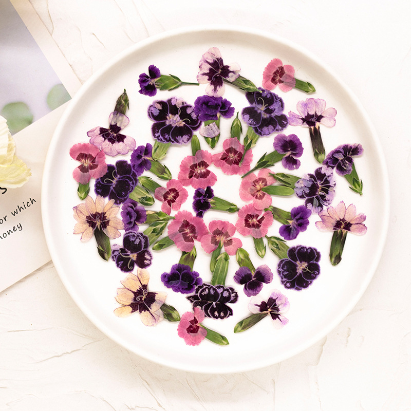24 قطعة، زهور ديانثوس مجففة مض - مراجعة Dried Flower Bookmark وسعره